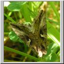 Autographa gamma - Gammaeule 02.jpg